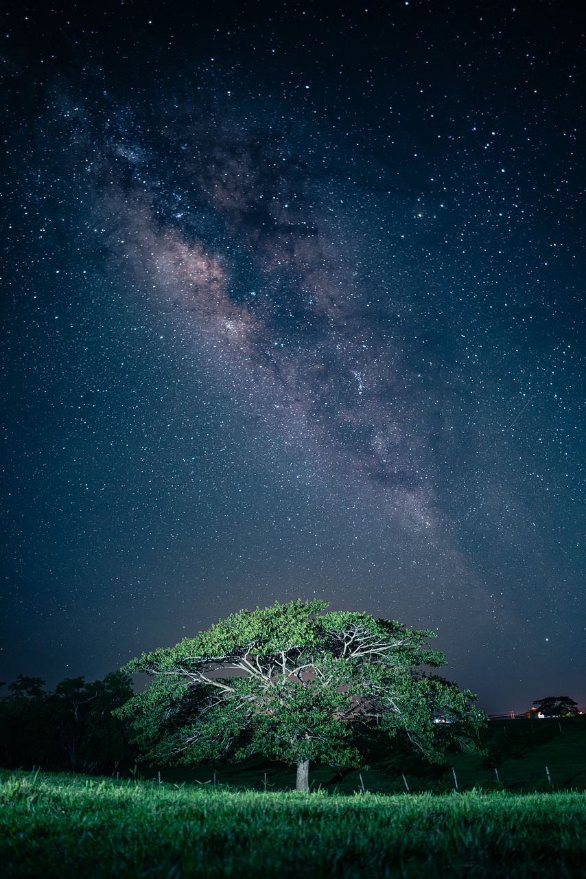 tree, rain, milky way-8175062.jpg